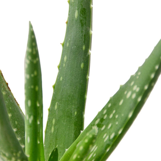 Aloe Vera-Aloe-Trendy Gardener