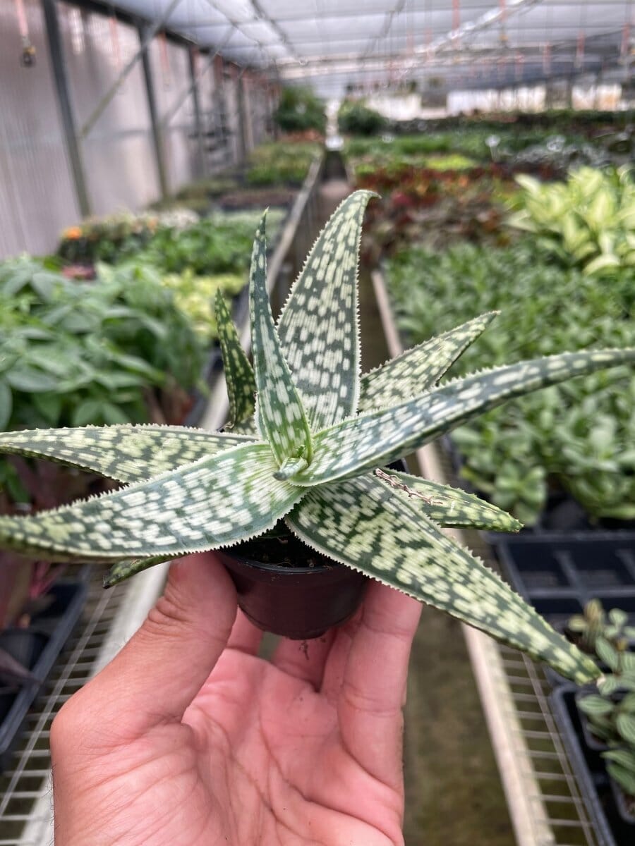 Aloe 'White Fox'-Aloe-Trendy Gardener