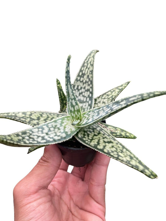 Aloe 'White Fox'-Aloe-Trendy Gardener