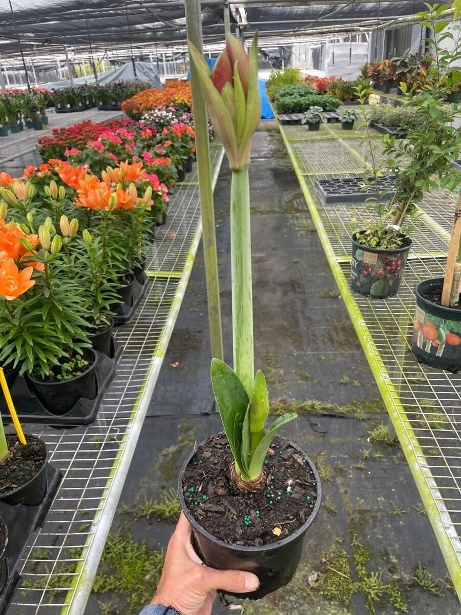 Amaryllis 'Red/White'-Indoor Plants-Trendy Gardener