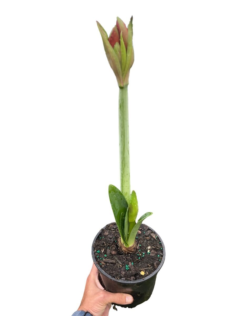 Amaryllis 'Red/White'-Indoor Plants-Trendy Gardener