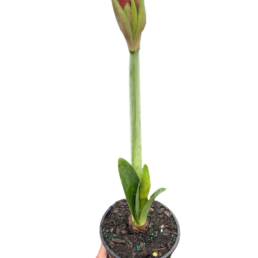 Amaryllis 'Red/White'-Indoor Plants-Trendy Gardener