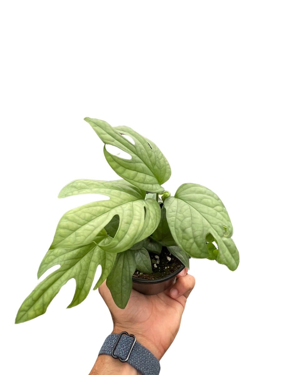 Amydrium 'Silver'-Indoor Plants-Trendy Gardener