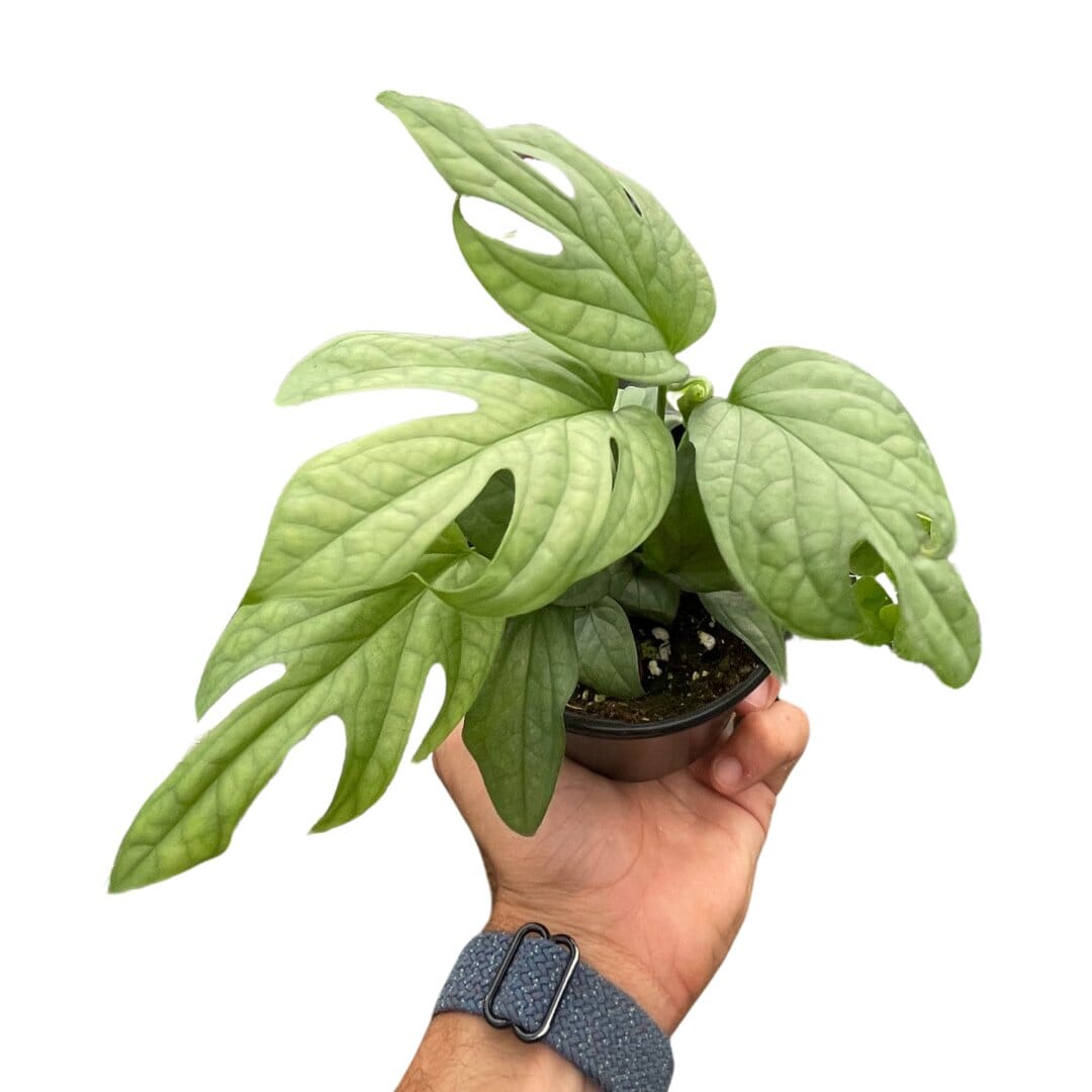 Amydrium 'Silver'-Indoor Plants-Trendy Gardener