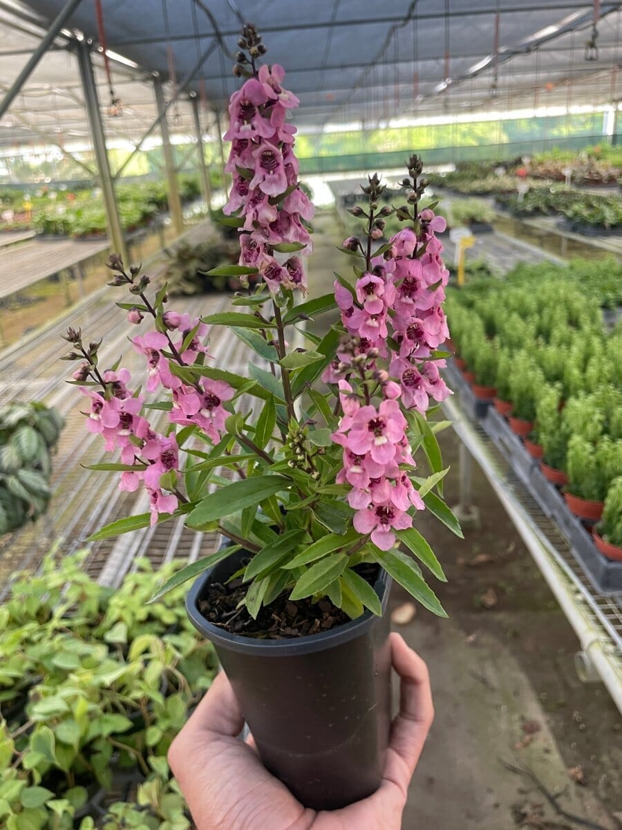 Angelonia-Flowering-Trendy Gardener