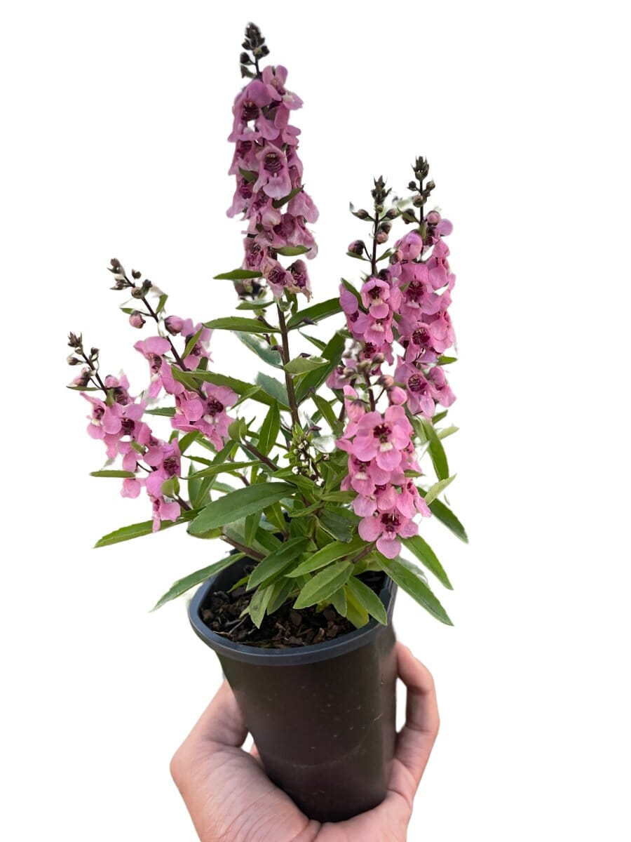 Angelonia-Flowering-Trendy Gardener