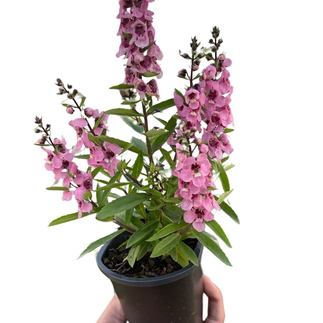 Angelonia-Flowering-Trendy Gardener