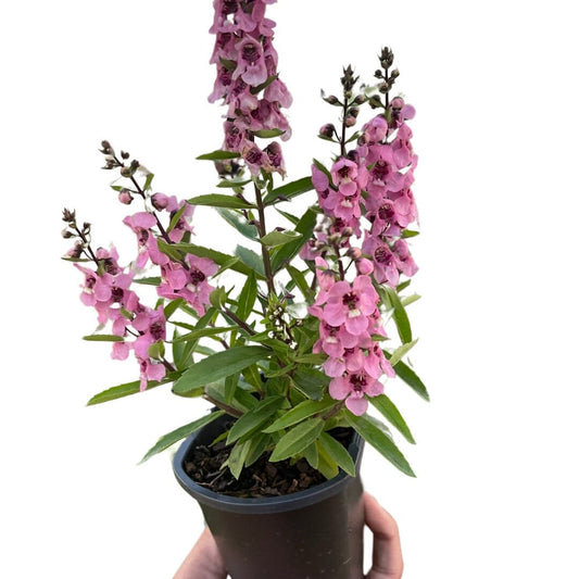 Angelonia-Flowering-Trendy Gardener