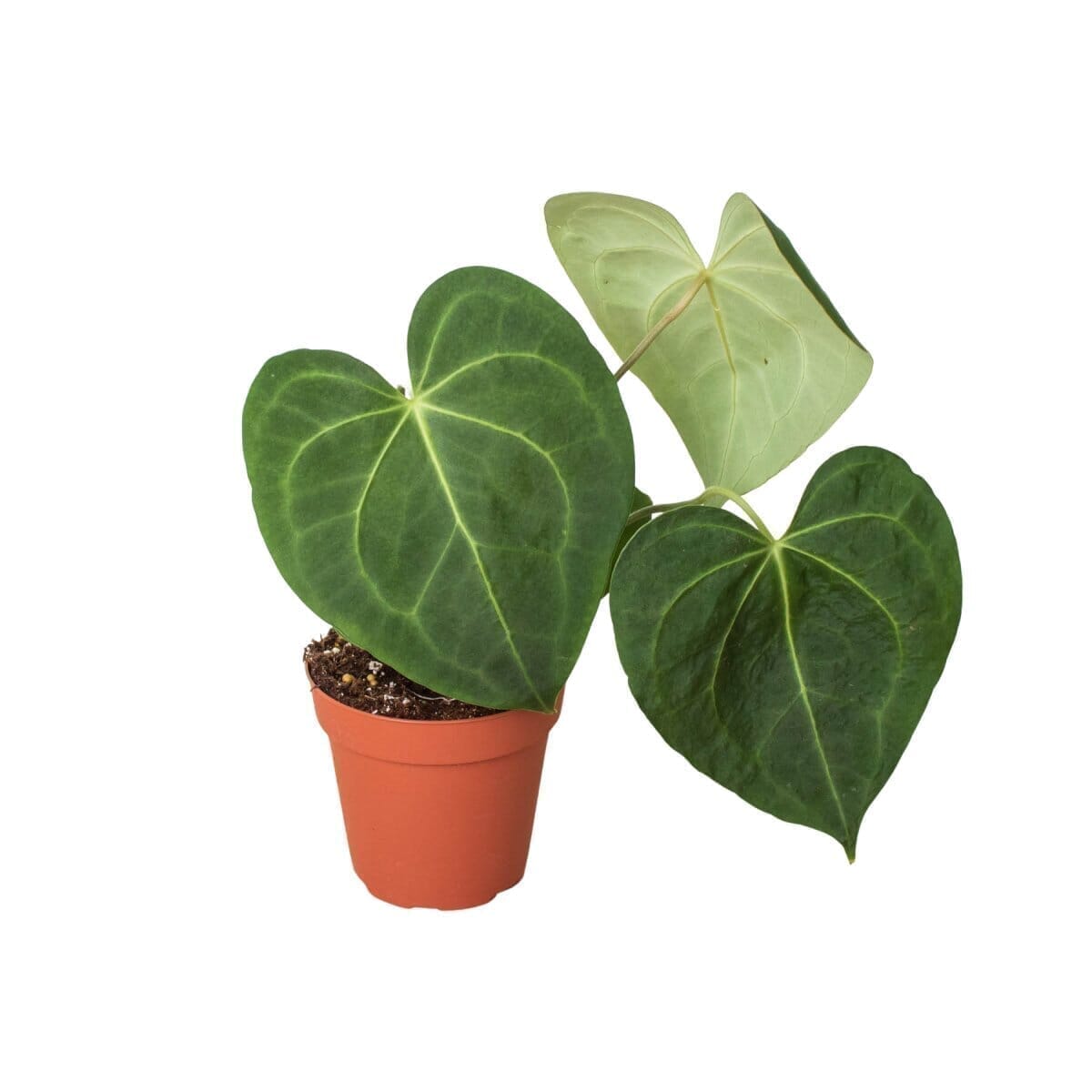 Anthurium Clarinervium Indoor Plants Trendy Gardener 4" Pot 