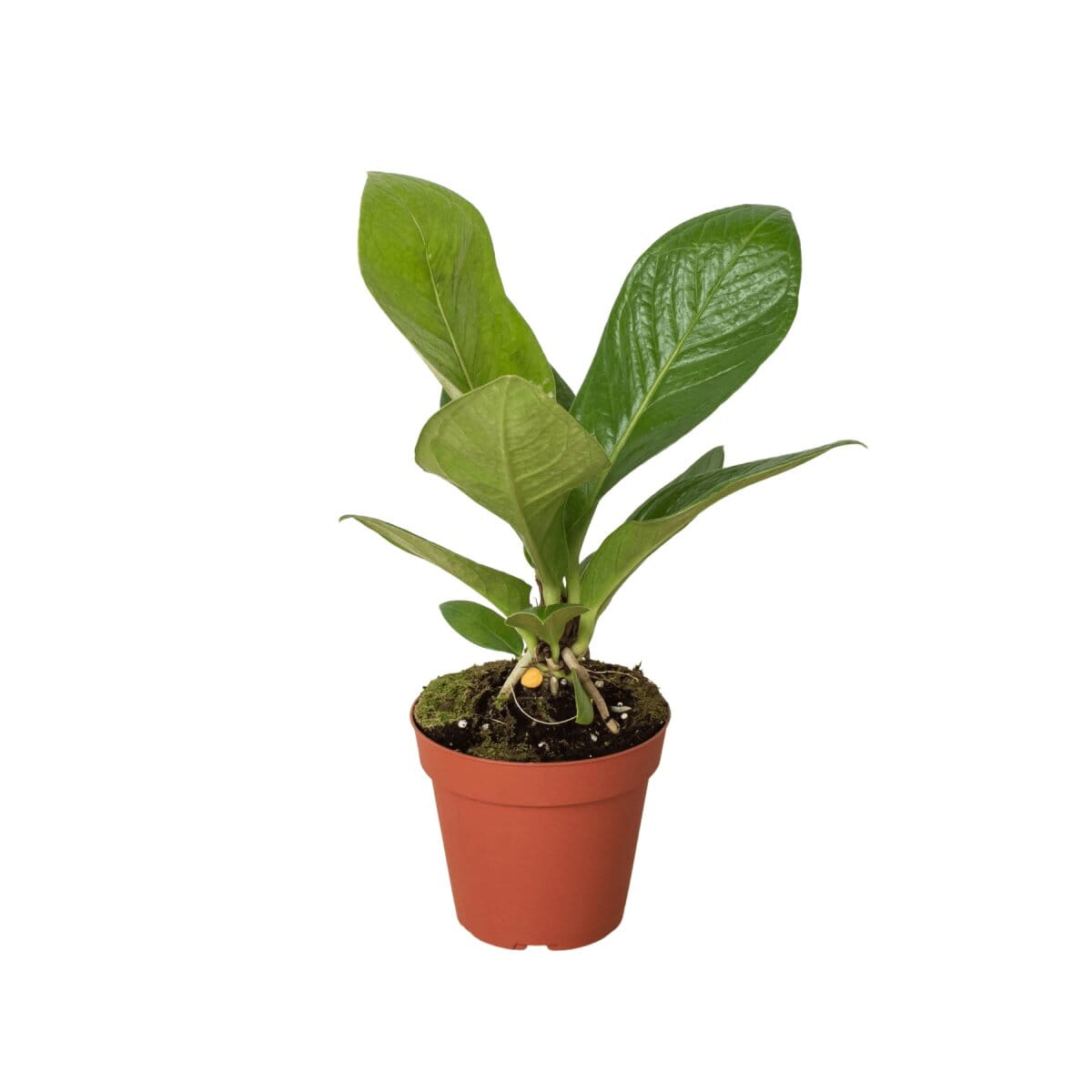 Anthurium 'Cobra'-Indoor Plants-Trendy Gardener