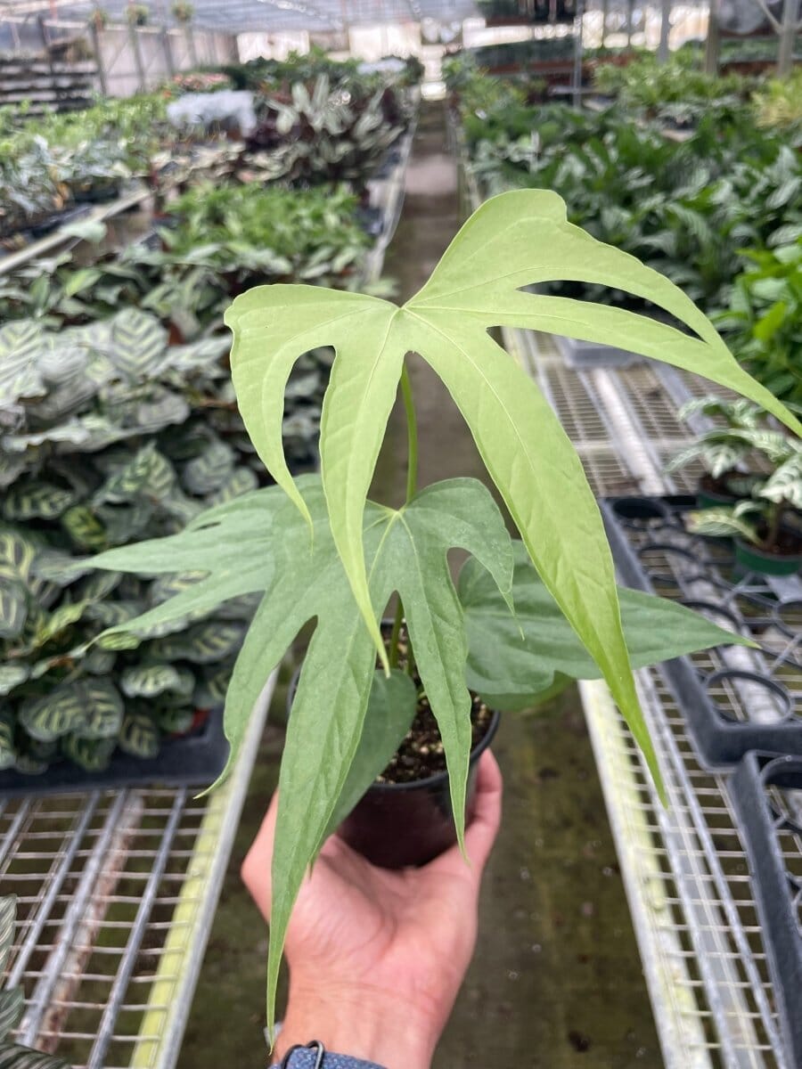 Anthurium Fingers-Indoor Plants-Trendy Gardener