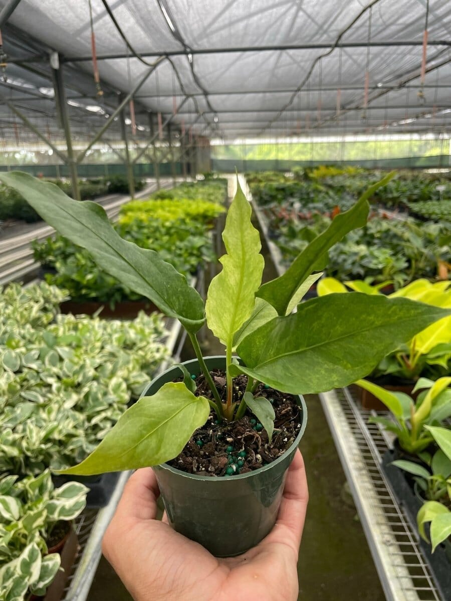 Anthurium 'Hookeri Variegated'-Indoor Plants-Trendy Gardener