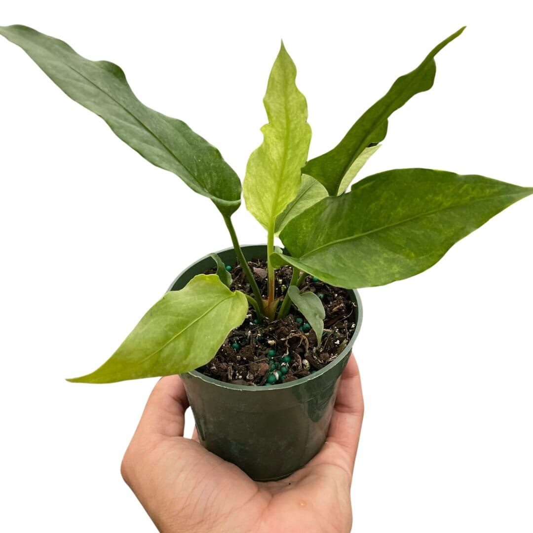 Anthurium 'Hookeri Variegated'-Indoor Plants-Trendy Gardener