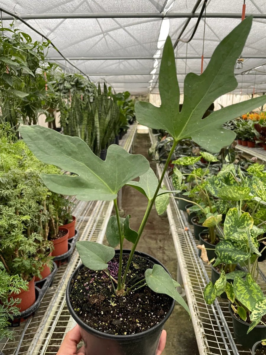 Anthurium 'Lacy Plant'-Indoor Plants-Trendy Gardener