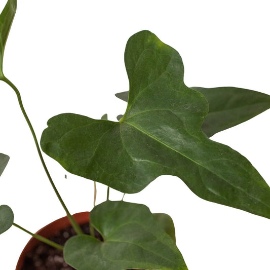 Anthurium 'Lacy Plant'-Indoor Plants-Trendy Gardener