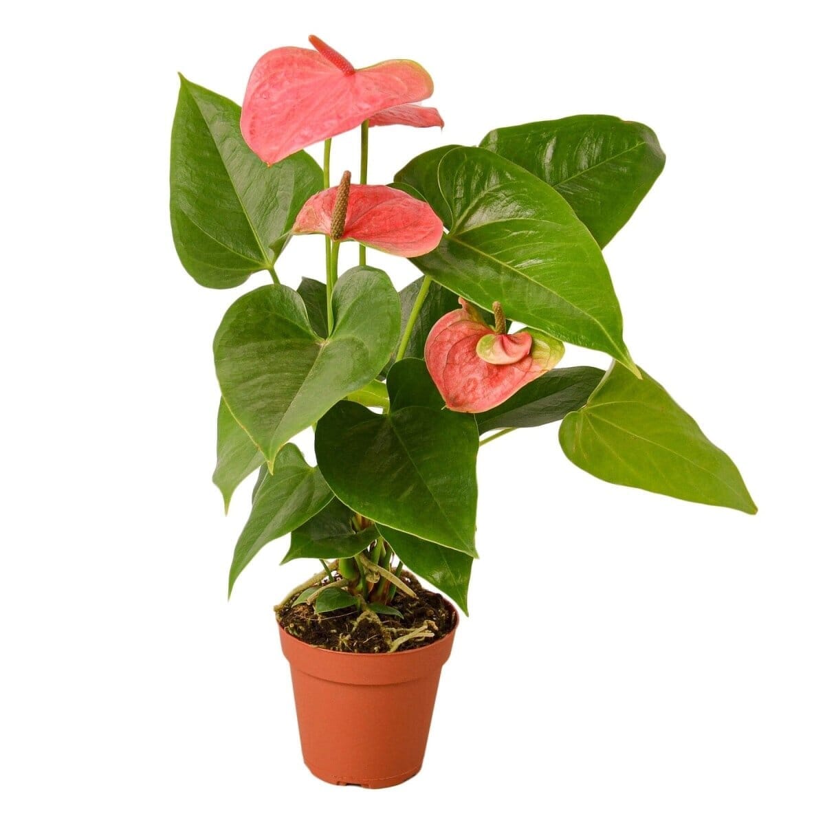 Anthurium 'Pink'-Indoor Plants-Trendy Gardener