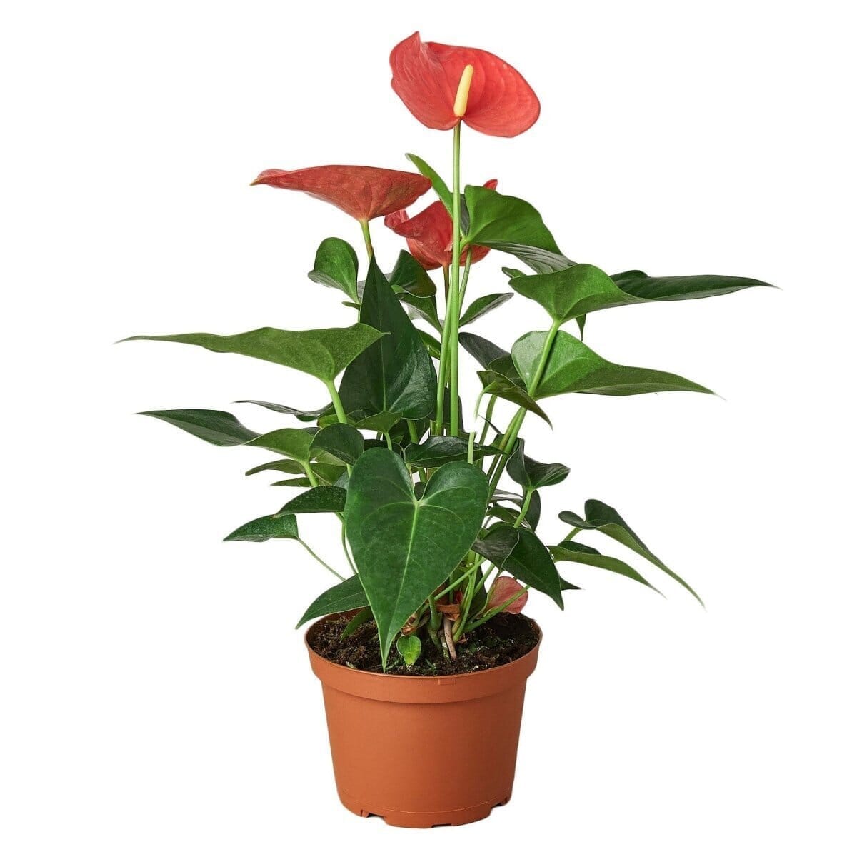 Anthurium 'Pink'-Indoor Plants-Trendy Gardener