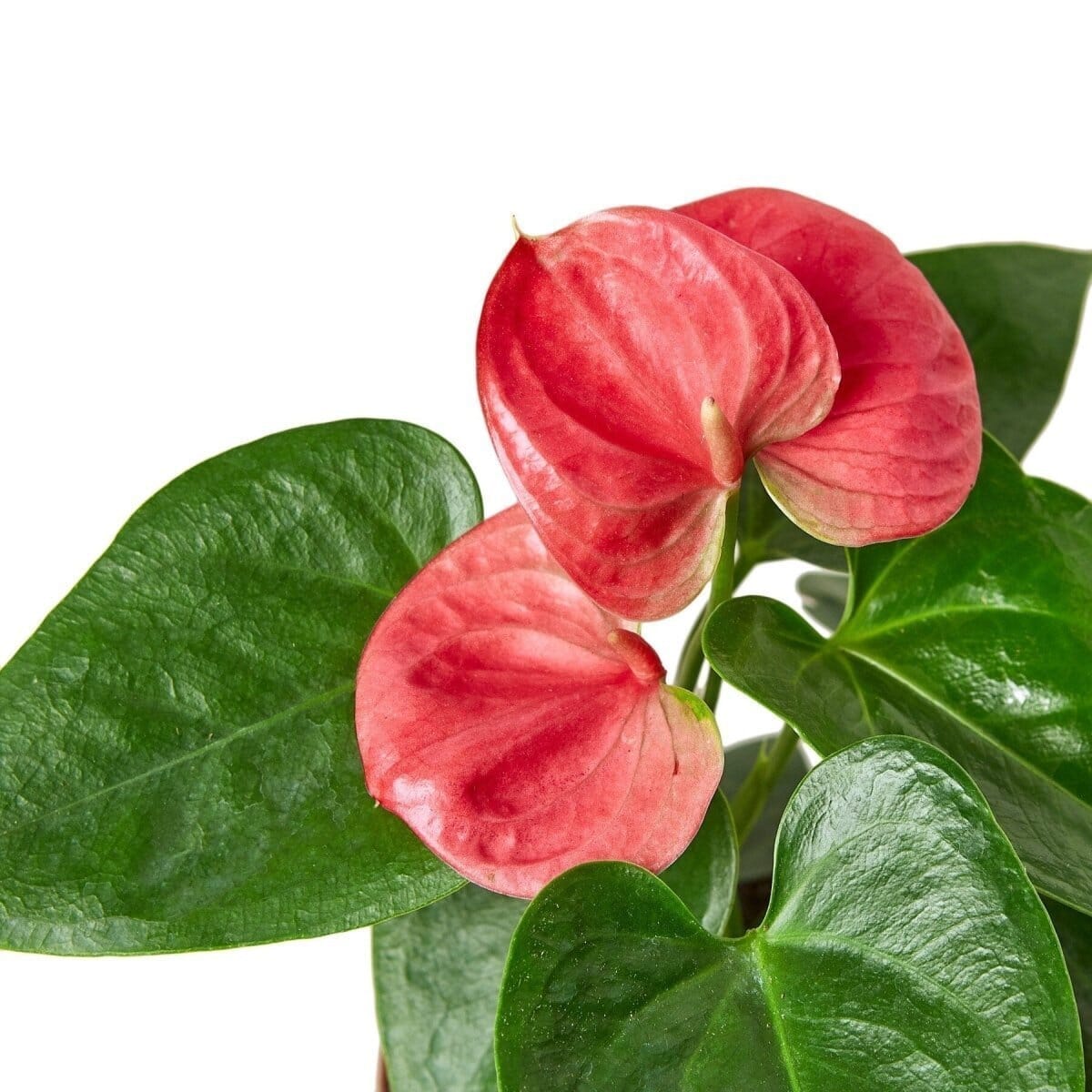 Anthurium 'Pink'-Indoor Plants-Trendy Gardener