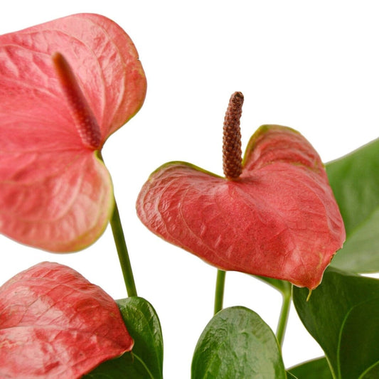 Anthurium 'Pink'-Indoor Plants-Trendy Gardener