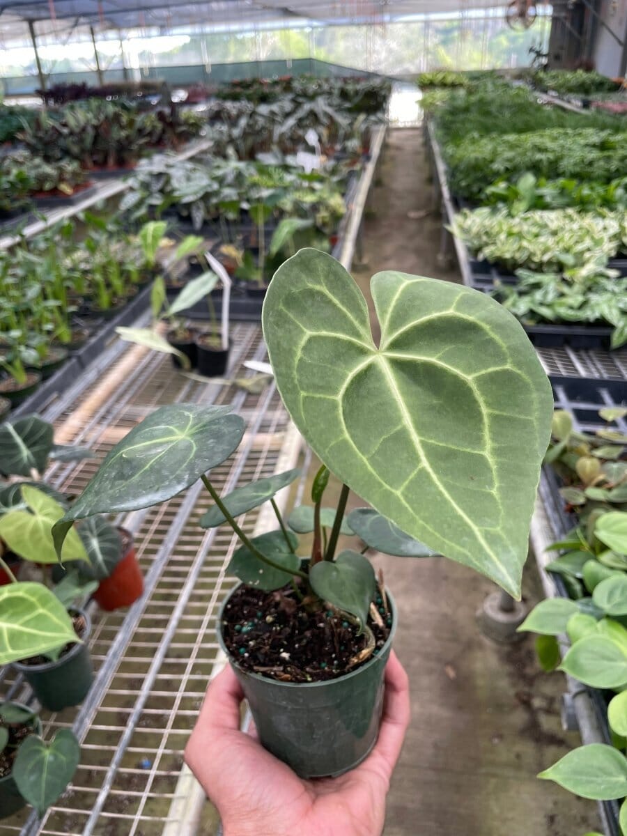 Anthurium 'Pterodactyl'-4" Plant-Trendy Gardener