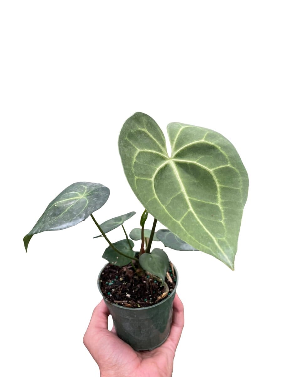 Anthurium 'Pterodactyl'-4" Plant-Trendy Gardener