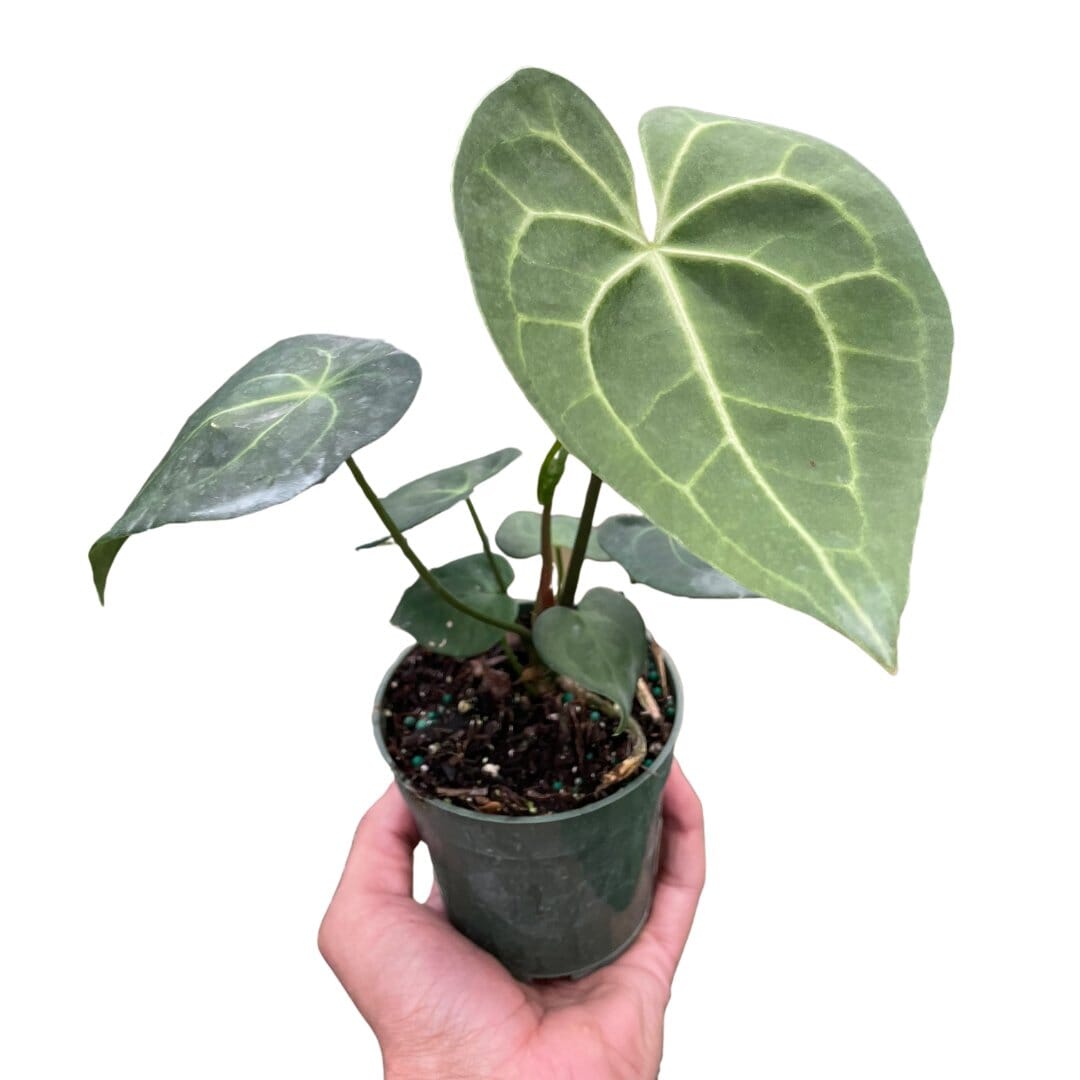 Anthurium 'Pterodactyl'-4" Plant-Trendy Gardener