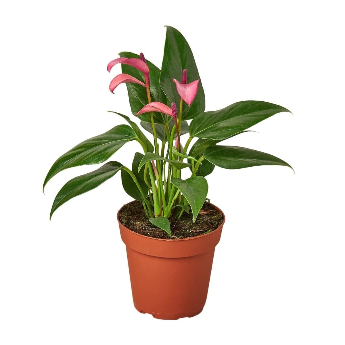 Anthurium 'Purple'-4" Plant-Trendy Gardener