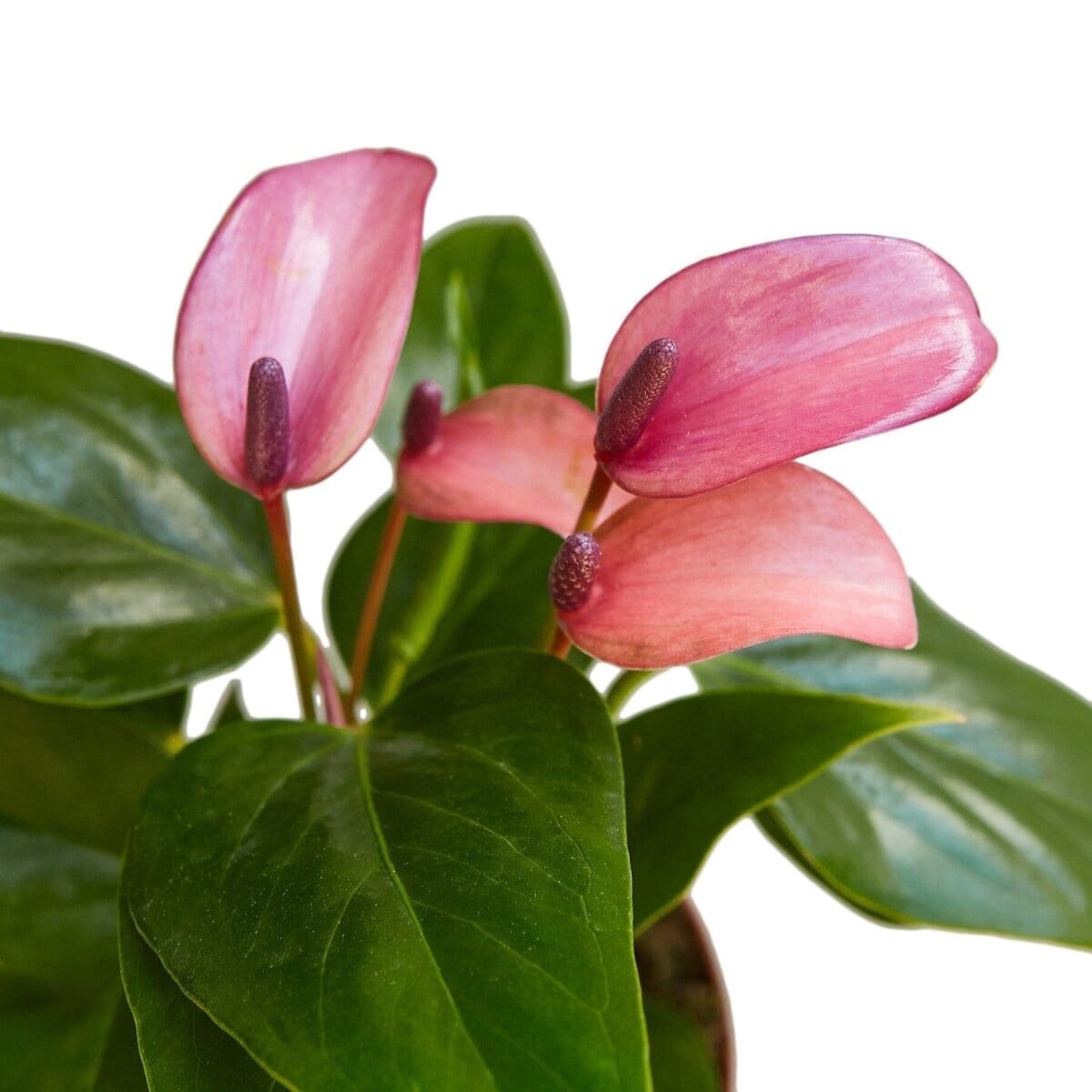 Anthurium 'Purple'-4" Plant-Trendy Gardener