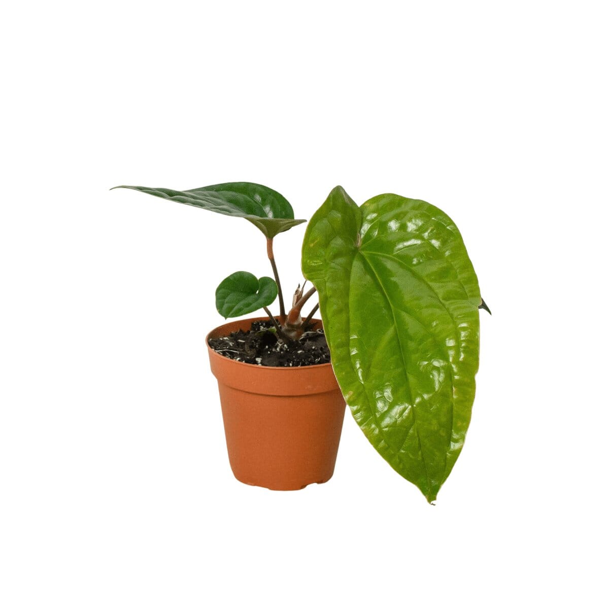 Anthurium 'Radicans x Luxurians'-Indoor Plants-Trendy Gardener