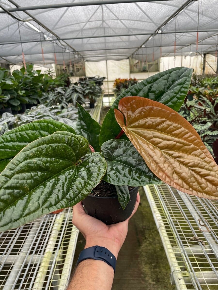 Anthurium 'Radicans x Luxurians'-Indoor Plants-Trendy Gardener