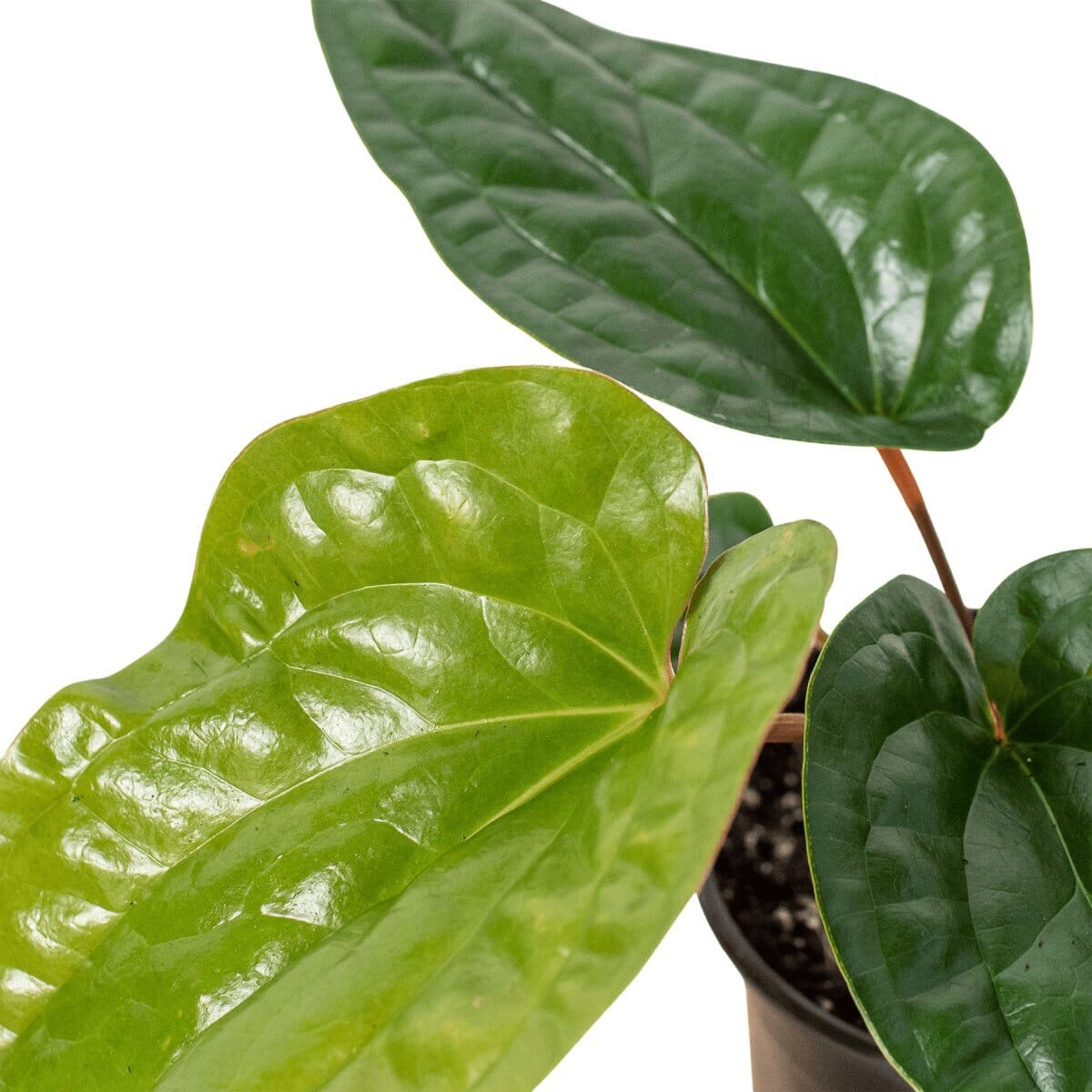 Anthurium 'Radicans x Luxurians'-Indoor Plants-Trendy Gardener