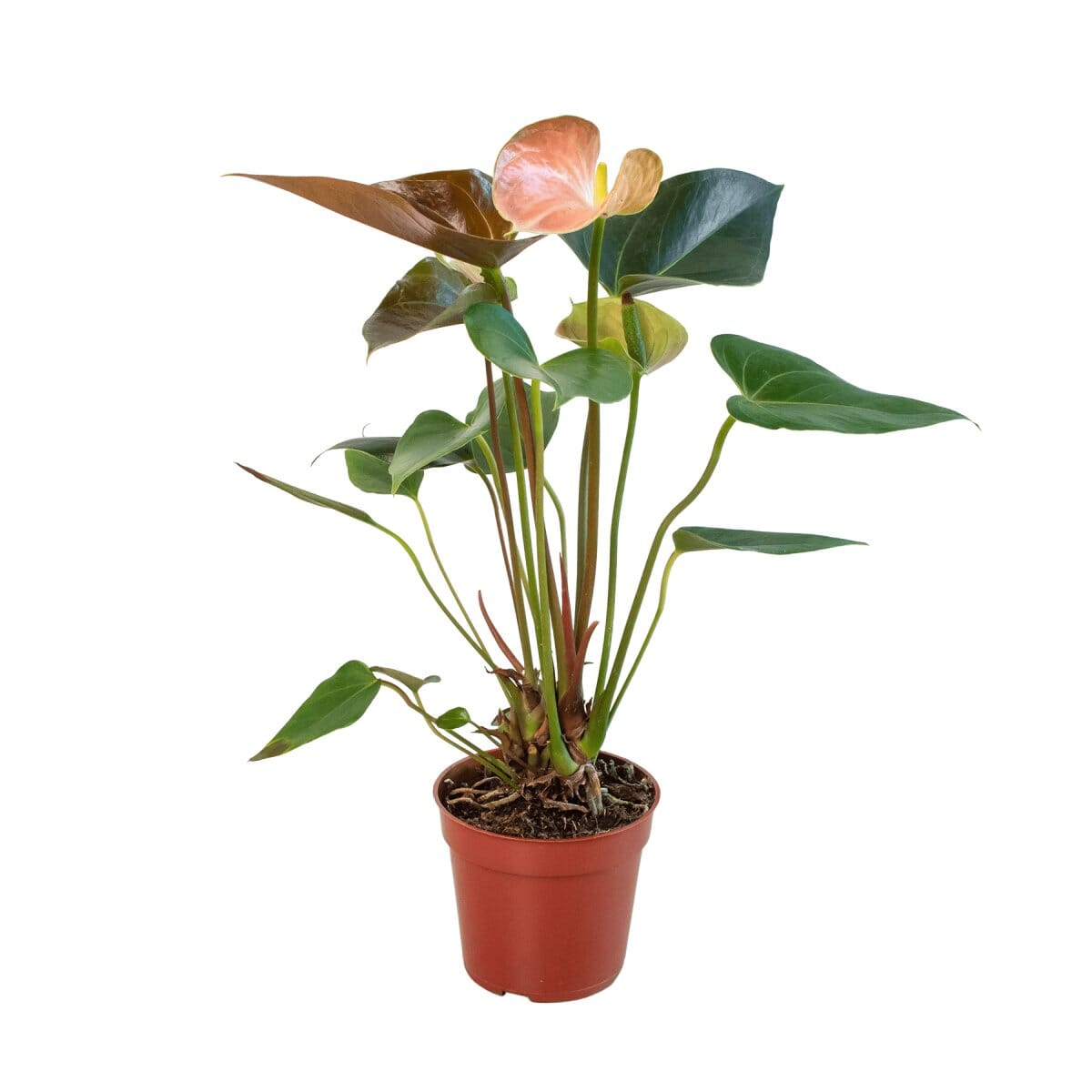 Anthurium Rainbow Champion - 4" Pot-Indoor Plants-Trendy Gardener