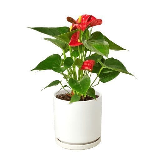 Anthurium 'Red'-Indoor Plants-Trendy Gardener