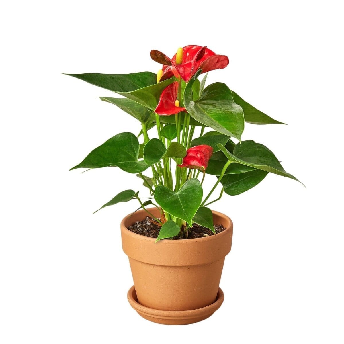 Anthurium 'Red'-Indoor Plants-Trendy Gardener