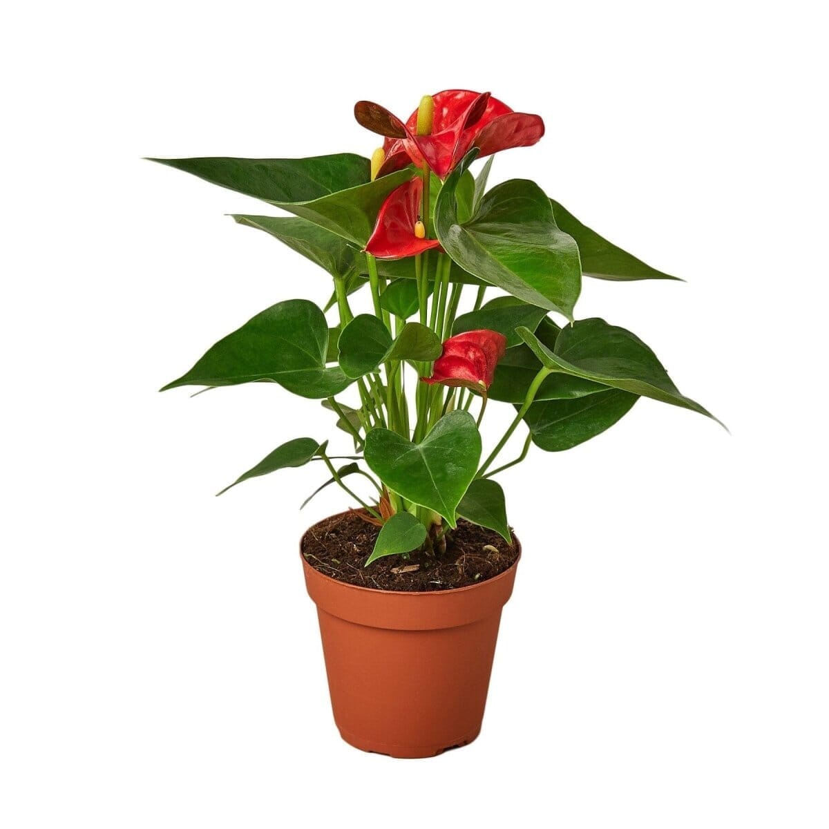 Anthurium 'Red'-Indoor Plants-Trendy Gardener