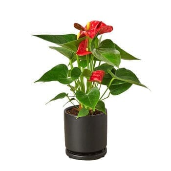 Anthurium 'Red'-Indoor Plants-Trendy Gardener