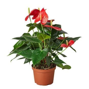 Anthurium 'Red'-Indoor Plants-Trendy Gardener