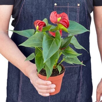 Anthurium 'Red'-Indoor Plants-Trendy Gardener