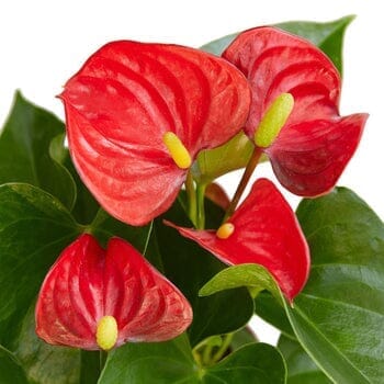 Anthurium 'Red'-Indoor Plants-Trendy Gardener