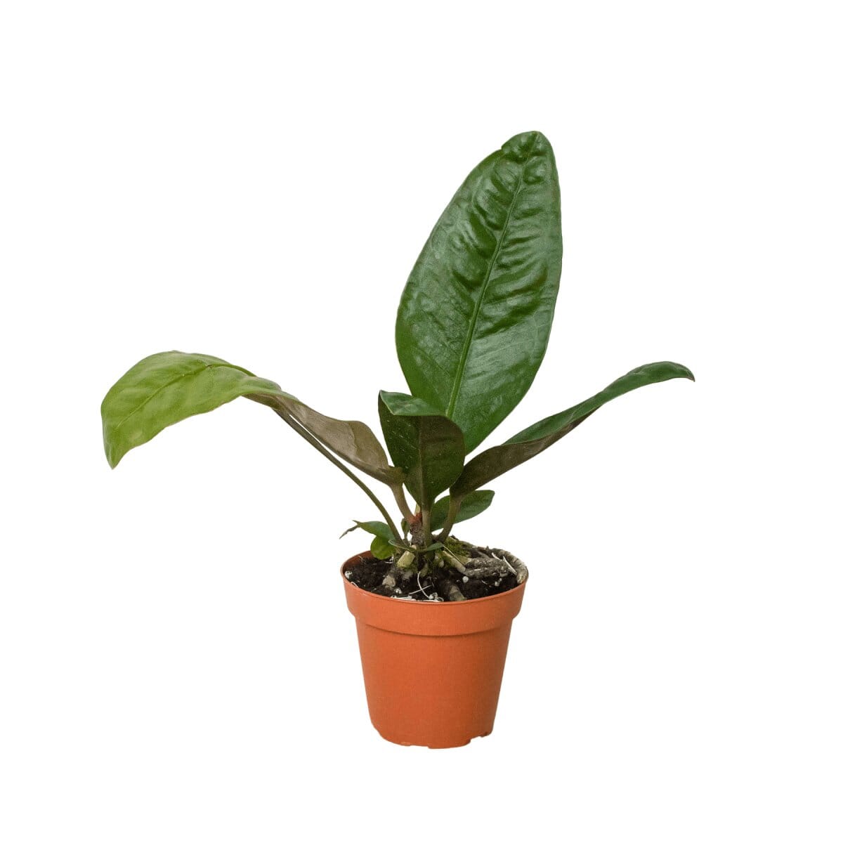 Anthurium 'Superbum'-Indoor Plants-Trendy Gardener