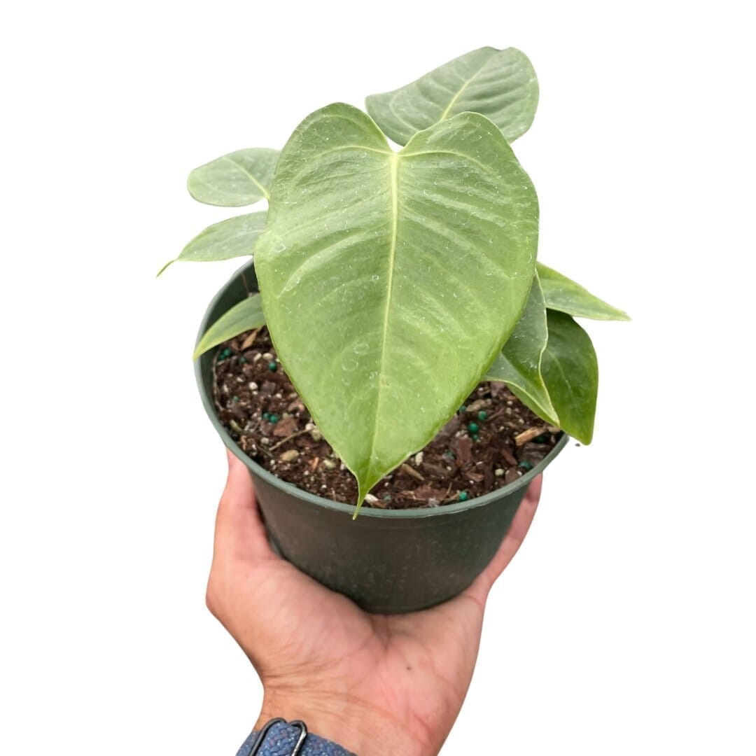 Anthurium Veitchii (King Anthurium) Indoor Plants Trendy Gardener 6" Pot Nursery Pot 