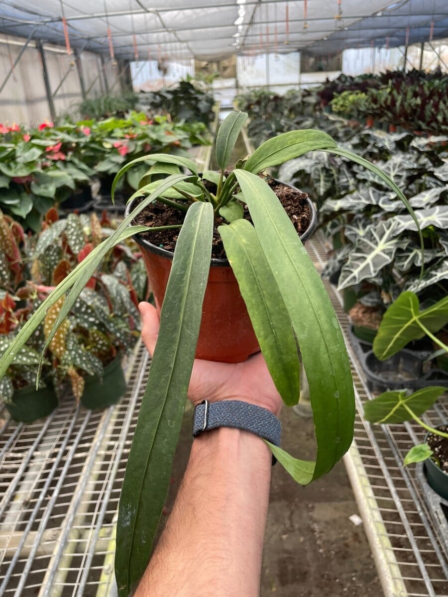 Anthurium 'Vittarifolium'-Indoor Plants-Trendy Gardener