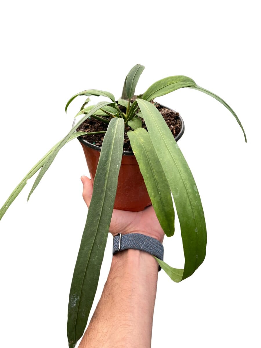 Anthurium 'Vittarifolium'-Indoor Plants-Trendy Gardener