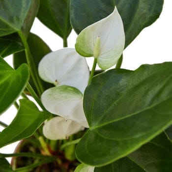 Anthurium 'White'-Indoor Plants-Trendy Gardener