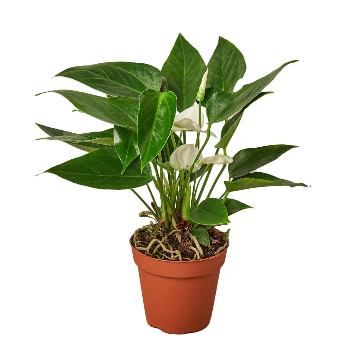 Anthurium 'White'-Indoor Plants-Trendy Gardener