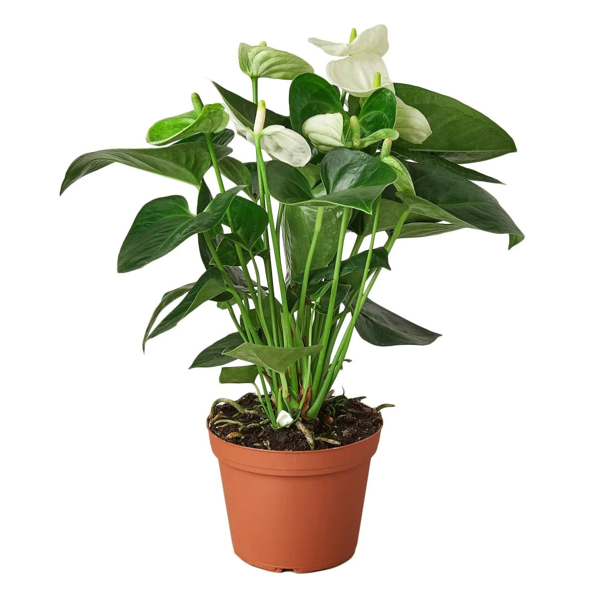 Anthurium 'White'-Indoor Plants-Trendy Gardener