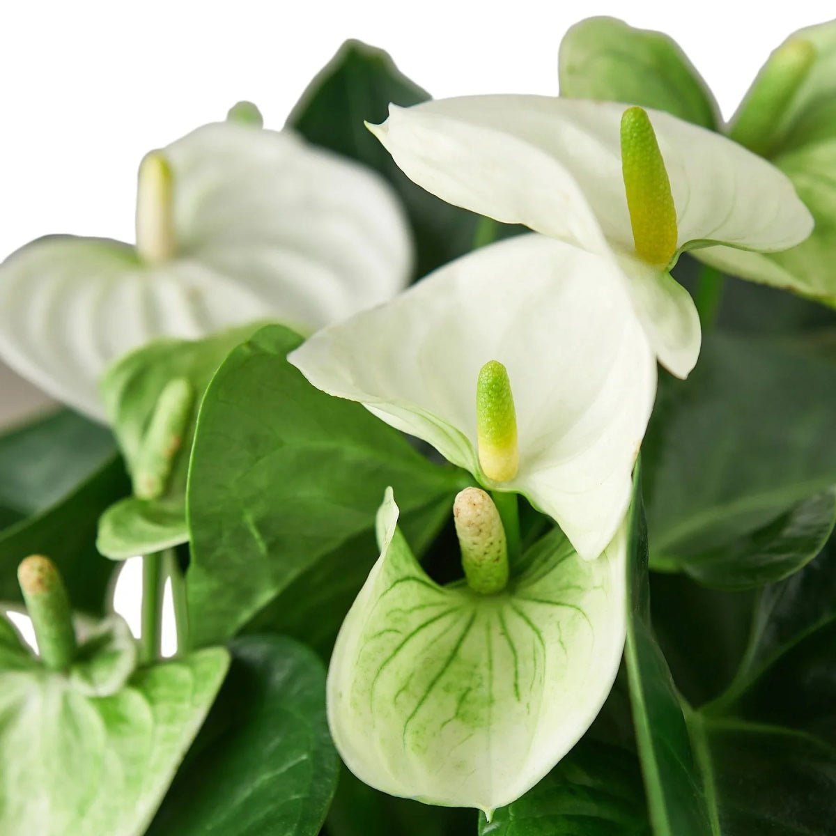 Anthurium 'White'-Indoor Plants-Trendy Gardener