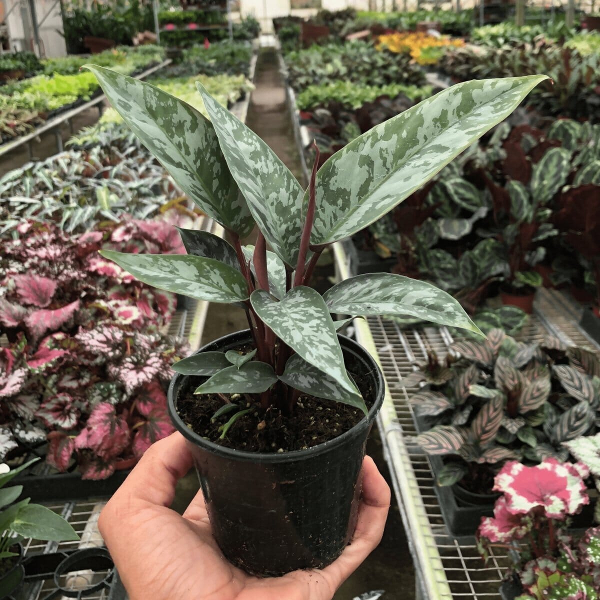 Apoballis 'Purple Sword'-Indoor Plants-Trendy Gardener