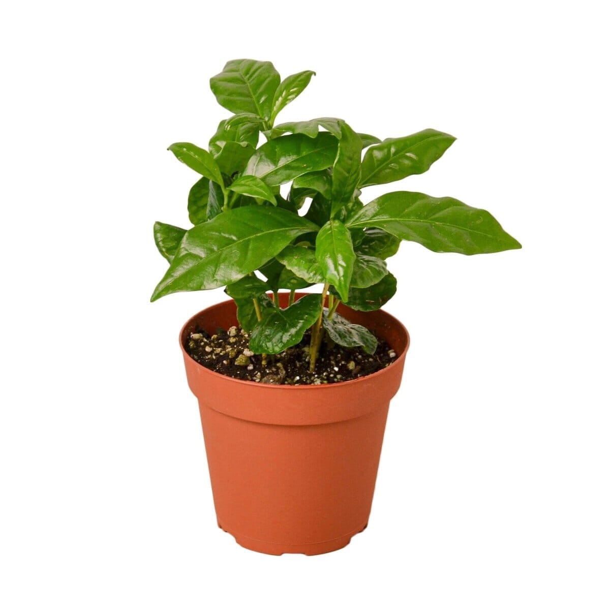 Arabica Coffee-Indoor Plants-Trendy Gardener