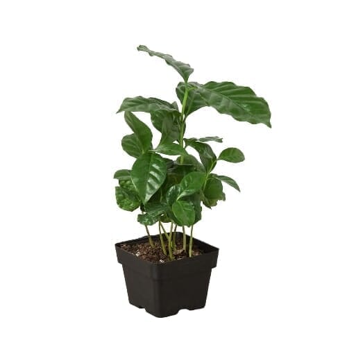 Arabica Coffee-Indoor Plants-Trendy Gardener